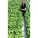 SPRAY FREE BASIL Grown In KATIKATI